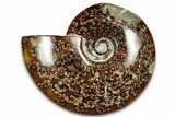 Polished Cretaceous Ammonite (Cleoniceras) Fossil - Madagascar #339097-1